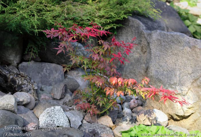 Kämmal-vaher Acer palmatum